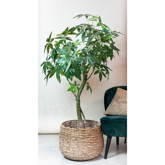 UNICORN Artificial Plant - Pachira Aquatica - Money Tree - 150 cm