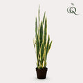 UNICORN Artificial Plant - Sanseveria Trifasciata - Mother-in-law's Tongue - 97 cm