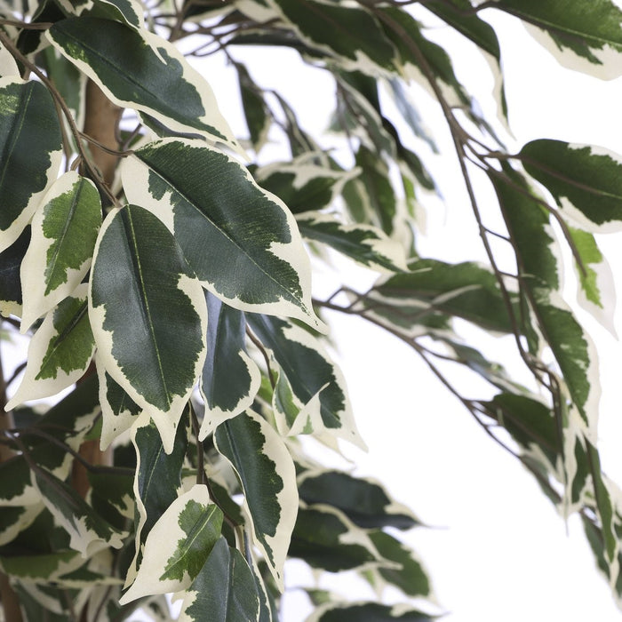 UNICORN Ficus Artificial Plant - H150 x Ø75 cm - Green Variegated