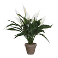 UNICORN Spathiphyllum Artificial Plant in Flower Pot Stan - H50 x Ø40 cm - White