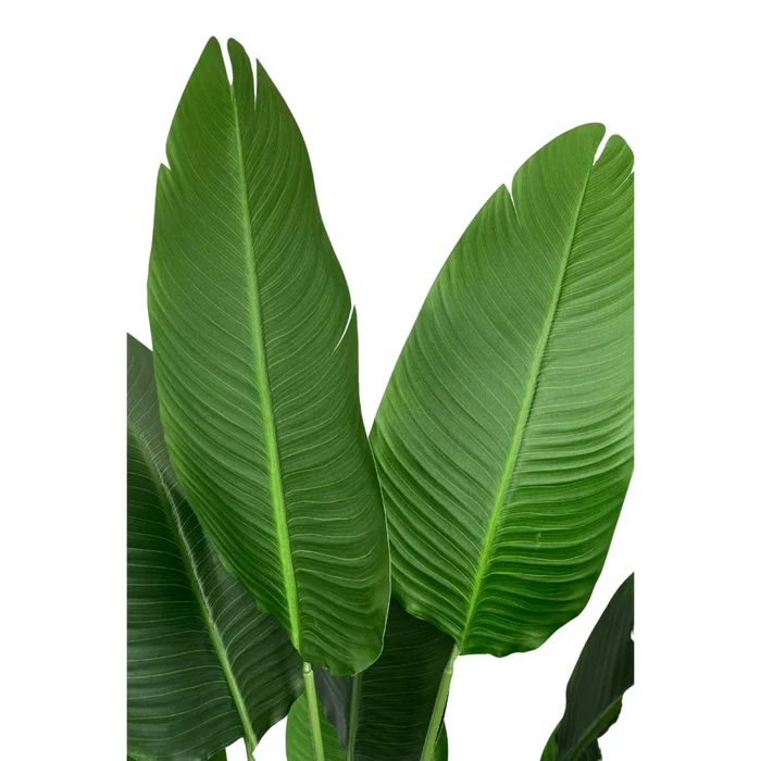 UNICORN Strelitzia Artificial Plant 160cm
